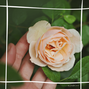 20180429_023427695_iOS