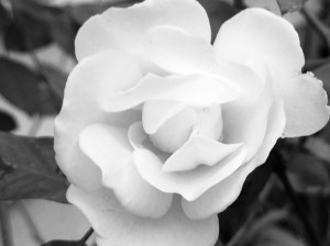 20171012_194424717_iOS