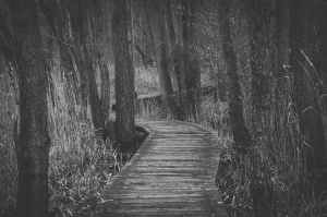boardwalk amidst trees in forest